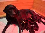 Prachtige labrador pups, Dieren en Toebehoren, Labrador retriever, Meerdere, Meerdere dieren, Nederland
