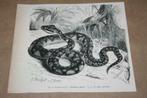 Antieke prent - Slangen Bosmeester - Circa 1900 !!, Verzamelen, Foto's en Prenten, Gebruikt, Ophalen of Verzenden, Voor 1940
