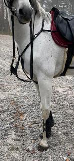 Borsttuig Equiline en dy’on dichte vork, Dieren en Toebehoren, Ophalen of Verzenden, Zo goed als nieuw, Springen