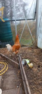 Gratis jonge haan, Dieren en Toebehoren, Pluimvee, Mannelijk, Kip