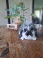baard hangoor dwerg konijn voedster ram, Dieren en Toebehoren, Konijnen, Vrouwelijk, Klein, Hangoor, 0 tot 2 jaar