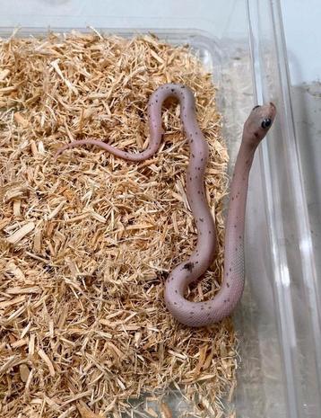 Palmetto rattenslang/cornsnakes PET ONLY!! beschikbaar voor biedingen