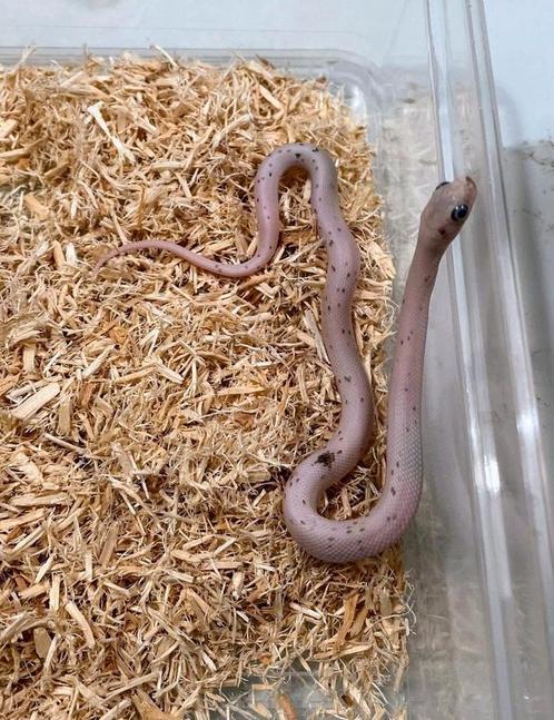 Palmetto rattenslang/cornsnakes PET ONLY!!, Dieren en Toebehoren, Reptielen en Amfibieën, 0 tot 2 jaar
