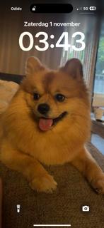 pomeriaan, Rabiës (hondsdolheid), 15 weken tot 1 jaar, Reu, Eén hond