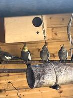 Valkparkiet, Dieren en Toebehoren, Vrouwelijk