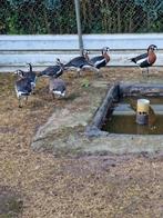 roodhals ganzen, Dieren en Toebehoren, Pluimvee, Meerdere dieren, Gans of Zwaan