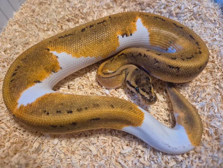 Python regius 1.0 pinstripe piebald het hypo