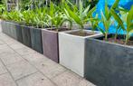 Capi Plantenbak met palmen. Plantenbakken , palmboom, Lente, Minder dan 100 cm, Palmboom, Ophalen
