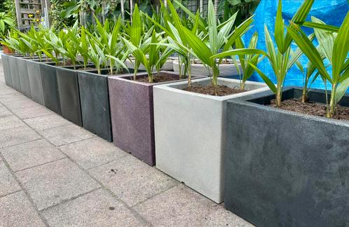 Capi Plantenbak met palmen. Plantenbakken , palmboom, Tuin en Terras, Planten | Bomen, Palmboom, Minder dan 100 cm, Volle zon