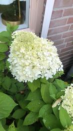 Pluimhortensia, Tuin en Terras, Vaste plant, Halfschaduw, Zomer, Ophalen