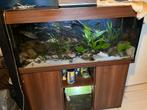 Aquarium 120 met malawi cichliden, Ophalen, Zo goed als nieuw, Gevuld zoetwateraquarium