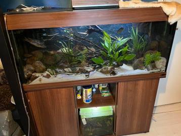 Aquarium 120 met malawi cichliden beschikbaar voor biedingen
