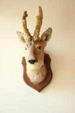 Taxidermie Opgezette Reeënkop met bastgewei, Ophalen of Verzenden, Gebruikt, Hert, Opgezet dier