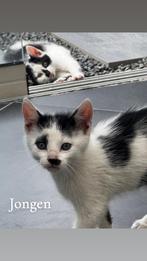 Kittens, Dieren en Toebehoren, Katten en Kittens | Overige Katten