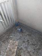 4 jonge postduiven, Meerdere dieren