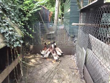 Loopeenden beschikbaar voor biedingen