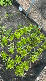 Bieten 10 stuks 3 €, Tuin en Terras, Ophalen, Zomer