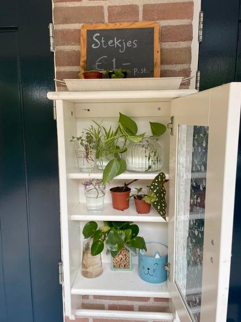 Veel stekjes 1,- of 0,50 per stuk!, Huis en Inrichting, Kamerplanten, Overige soorten, Minder dan 100 cm, Ophalen