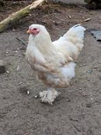 Witte brahma haan. Tam en kraait nog niet., Mannelijk, Kip