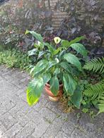 Lepelplant mooi en goed, Tuin en Terras, Ophalen, Overige soorten, Volle zon