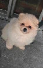 Pomeriaan pup, Dieren en Toebehoren, Honden | Chihuahua's en Gezelschapshonden, 8 tot 15 weken, Eén hond, Nederland, Particulier