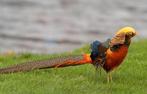 Goudfazant hennen | Passend advies, Dieren en Toebehoren, Meerdere dieren, Overige soorten