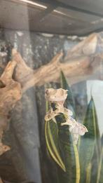 Lily white wimper gekko man, Dieren en Toebehoren, Hagedis, 0 tot 2 jaar