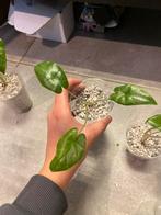 Alocasia met lichte variegata, Overige soorten, In pot, Minder dan 100 cm, Groene kamerplant