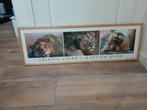Rechthoekig fotoschilderij van leeuwen, Ophalen, Zo goed als nieuw, Schilderij, 100 tot 125 cm