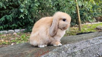 Jonge NHD x minilop rammetjes beschikbaar voor biedingen