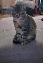 Mooie katten, Dieren en Toebehoren, Meerdere dieren, Ontwormd, 0 tot 2 jaar