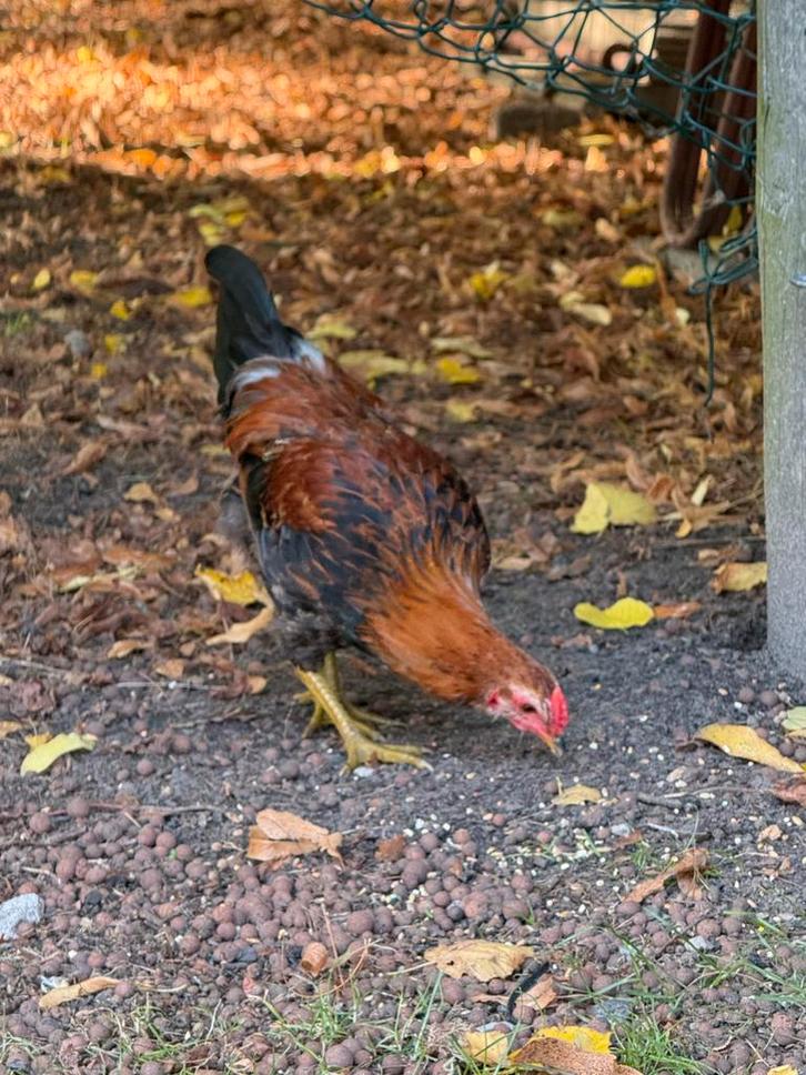 Jonge (grote kriel) haan, Dieren en Toebehoren, Pluimvee, Kip, Mannelijk