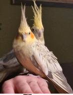 Koppel tamme valkparkieten zoeken fijn thuis incl kooi, Meerdere dieren, Parkiet