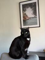 OPVANG PLEK NODIG VOOR 1 MAAND, Kater, Kortharig, 3 tot 5 jaar