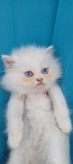 Prachtige Britse Langhaar Kittens, Kater