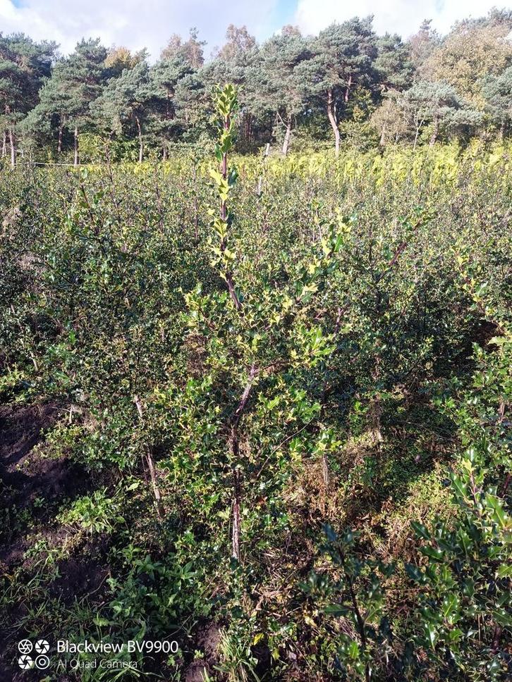 Scherpe Hulsten Ilex aquifolium struiken planten 100-150cm, Tuin en Terras, Planten | Struiken en Hagen, Struik, Overige soorten