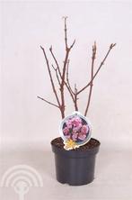 Viburnum bodnantense 'Charles Lamont' Sneeuwbal winterbloeie, Overige soorten, Vaste plant, Ophalen of Verzenden, Halfschaduw