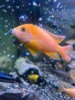 Aulonocara sp Firefish, Dieren en Toebehoren, Vissen | Aquariumvissen, Vis