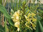 Hedychium gele siergember, Ophalen, Zomer, Overige soorten, Volle zon