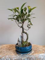 Ficus Retusa Bonsai, Ophalen of Verzenden, Bloeit niet, Overige soorten, Minder dan 100 cm