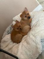 Nog 3 reutjes beschikbaar van ons schattige puppy nestje!, Overige rassen, 8 tot 15 weken, CDV (hondenziekte), Meerdere