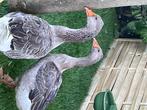 Toulouse gans, Dieren en Toebehoren, Pluimvee, Meerdere dieren, Gans of Zwaan