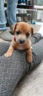 Prachtige Jack Russel pups., Dieren en Toebehoren, Honden | Jack Russells en Terriërs, Jack Russell Terriër, CDV (hondenziekte)