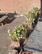 Betonnen Bloembakken gratis ophalen, Ophalen, Gebruikt, Overige vormen, Beton