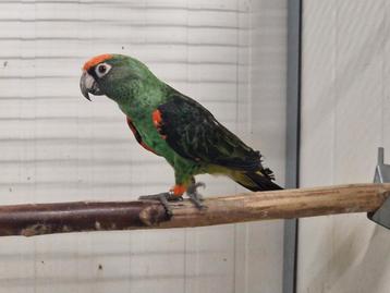 Koppel 1 | Poicephalus gulielmi beschikbaar voor biedingen
