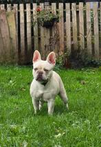 Franse Bulldog, Rabiës (hondsdolheid), 1 tot 2 jaar, Bulldog, Meerdere