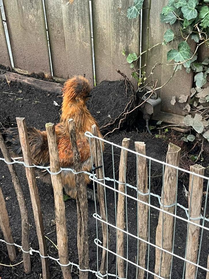 Mooie zijdehoen haan groot moet weg (kraait nog niet), Dieren en Toebehoren, Pluimvee, Kip, Mannelijk