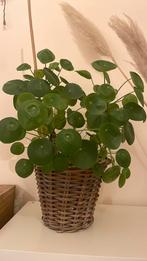 Grote, sterke, gezonde pannenkoekenplant, Ophalen, Halfschaduw, Minder dan 100 cm