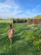 Jonge alpaca merrie’s merrie. Halstermak., Dieren en Toebehoren, Overige Dieren, Meerdere dieren, Na 1 juli 2024