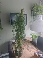 Scindapsus pictus silvery ann  110 cm hoog, Huis en Inrichting, Kamerplanten, 100 tot 150 cm, Halfschaduw, Ophalen